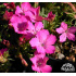 Dianthus haematocalyx