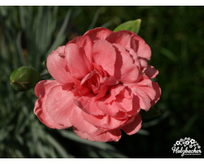 Dianthus ‘Helen’