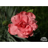 Dianthus ‘Helen’