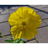 Ranunculus gramineus