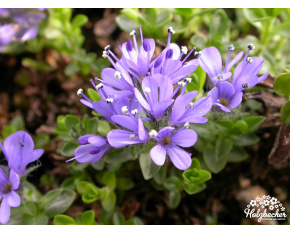 Veronica thessalica