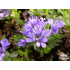 Veronica thessalica