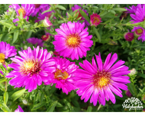 Aster dumosus ‘Starlight’