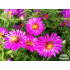 Aster dumosus ‘Starlight’