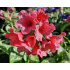 Pulmonaria ‘Shrimps on the Barbie’
