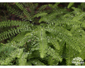 Adiantum pedatum ‘Imbricatum’
