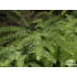 Adiantum pedatum ‘Imbricatum’