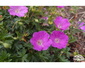 Geranium sanguineum ‘Nanum’