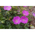 Geranium sanguineum ‘Nanum’