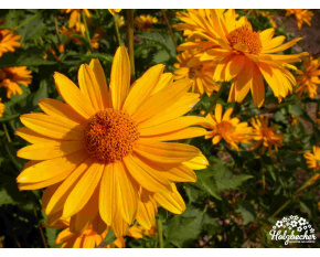 Heliopsis helianthoides ‘Mars’