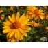 Heliopsis helianthoides ‘Mars’