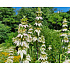 Monarda punctata