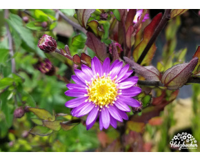 Aster ageratoides ‘Ezo Murasaki’