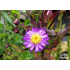 Aster ageratoides ‘Ezo Murasaki’