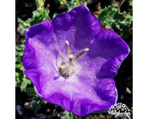 Campanula carpatica ‘Dark Blue Clips’