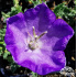 Campanula carpatica ‘Dark Blue Clips’