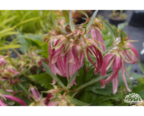 Campanula ‘Pink Octopus’