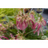 Campanula ‘Pink Octopus’