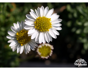 Erigeron scopulinus