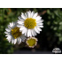 Erigeron scopulinus
