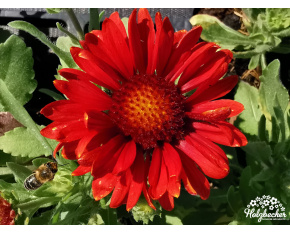 Gaillardia aristata ‘Arizona Red Shades’