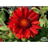 Gaillardia aristata ‘Arizona Red Shades’