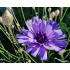 Catananche caerulea