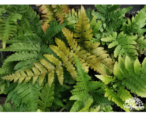Dryopteris erythrosora