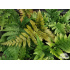 Dryopteris erythrosora