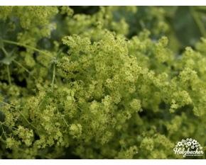 Alchemilla mollis ‘Thriller’