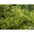 Alchemilla mollis ‘Thriller’