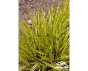 Hakonechloa macra ‘Aureola’