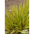 Hakonechloa macra ‘Aureola’