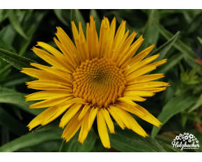 Inula ensifolia