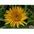 Inula ensifolia