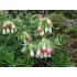 Onosma alborosea