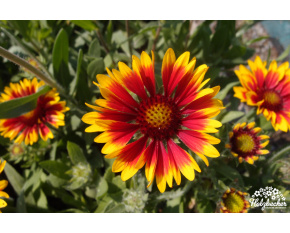 Gaillardia aristata ‘Arizona Sun’