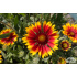 Gaillardia aristata ‘Arizona Sun’