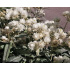 Anaphalis triplinervis ‘Silver Wave’