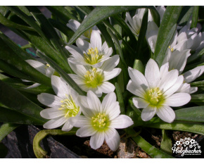 Lewisia nevadensis