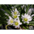 Lewisia nevadensis