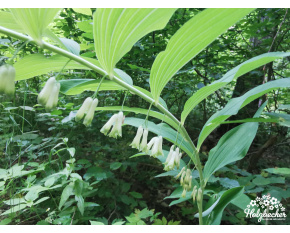 Polygonatum multiflorum