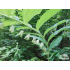 Polygonatum multiflorum