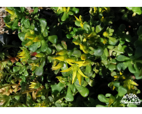 Sedum oreganum