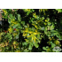 Sedum oreganum