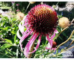 Echinacea pallida