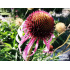Echinacea pallida