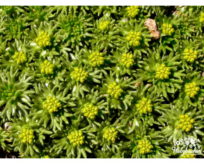 Azorella trifurcata
