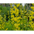Baptisia sphaerocarpa 