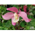 Aquilegia flabellata ‘Red and White’